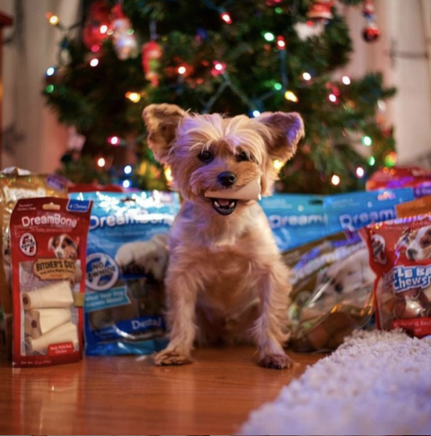 Presents for Your Pets This Christmas